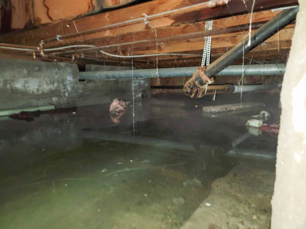 Best Water damage contractors near me  in Quartzsite, AZ