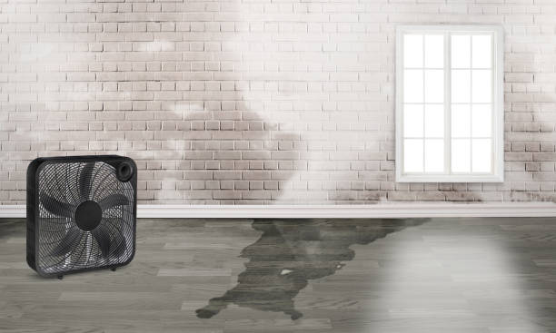 Best Local water damage restoration  in Quartzsite, AZ